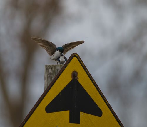 2025-birding-0092.jpg