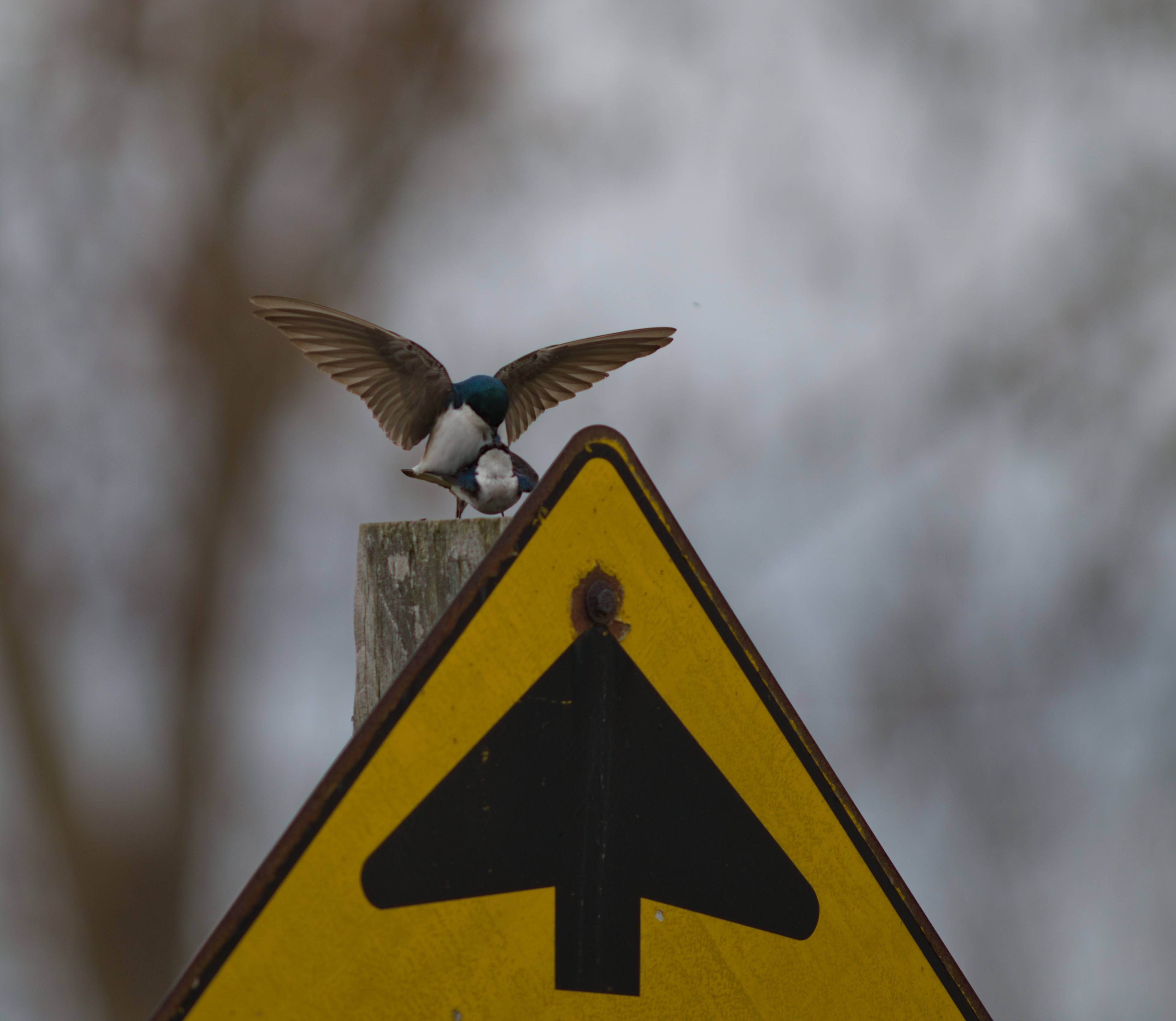 2025-birding-0092.jpg