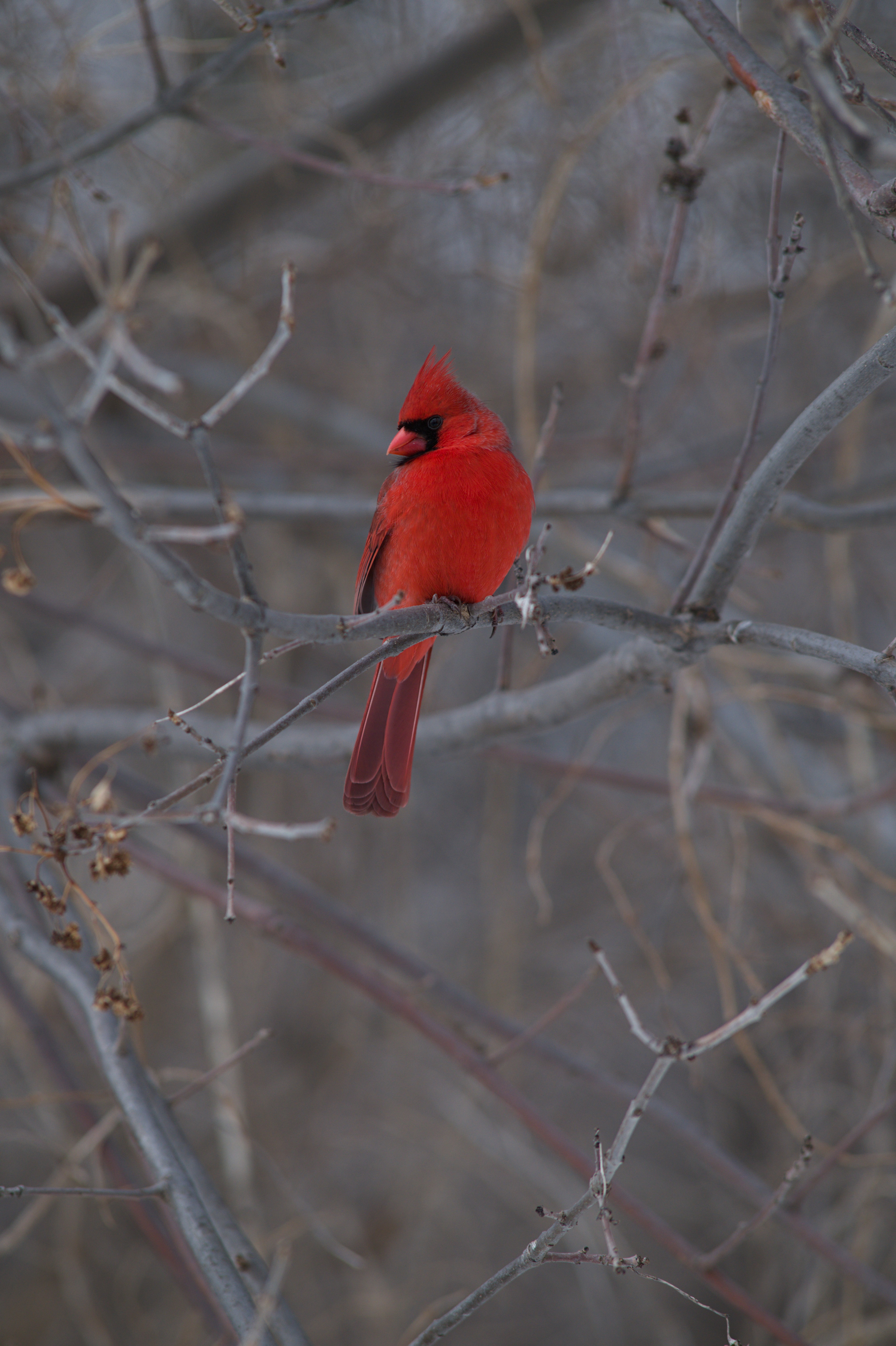2025-birding-0053.jpg