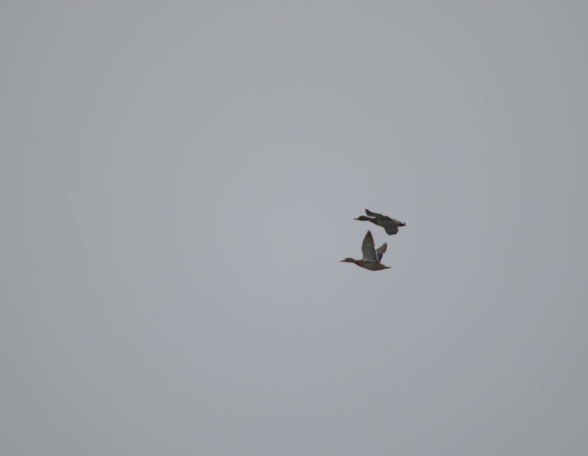 2025-birding-0006.jpg
