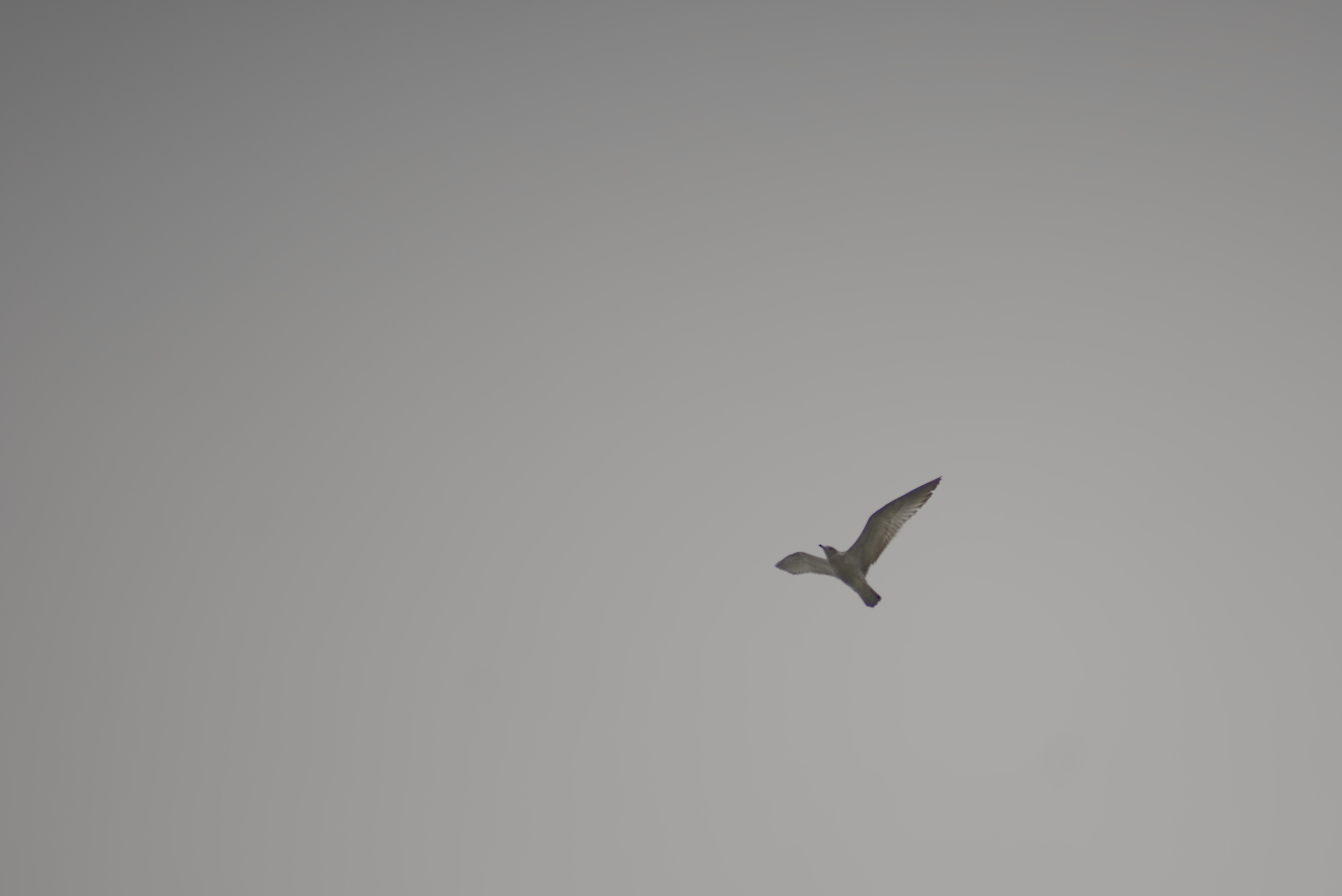 2024-birding-0018.jpg