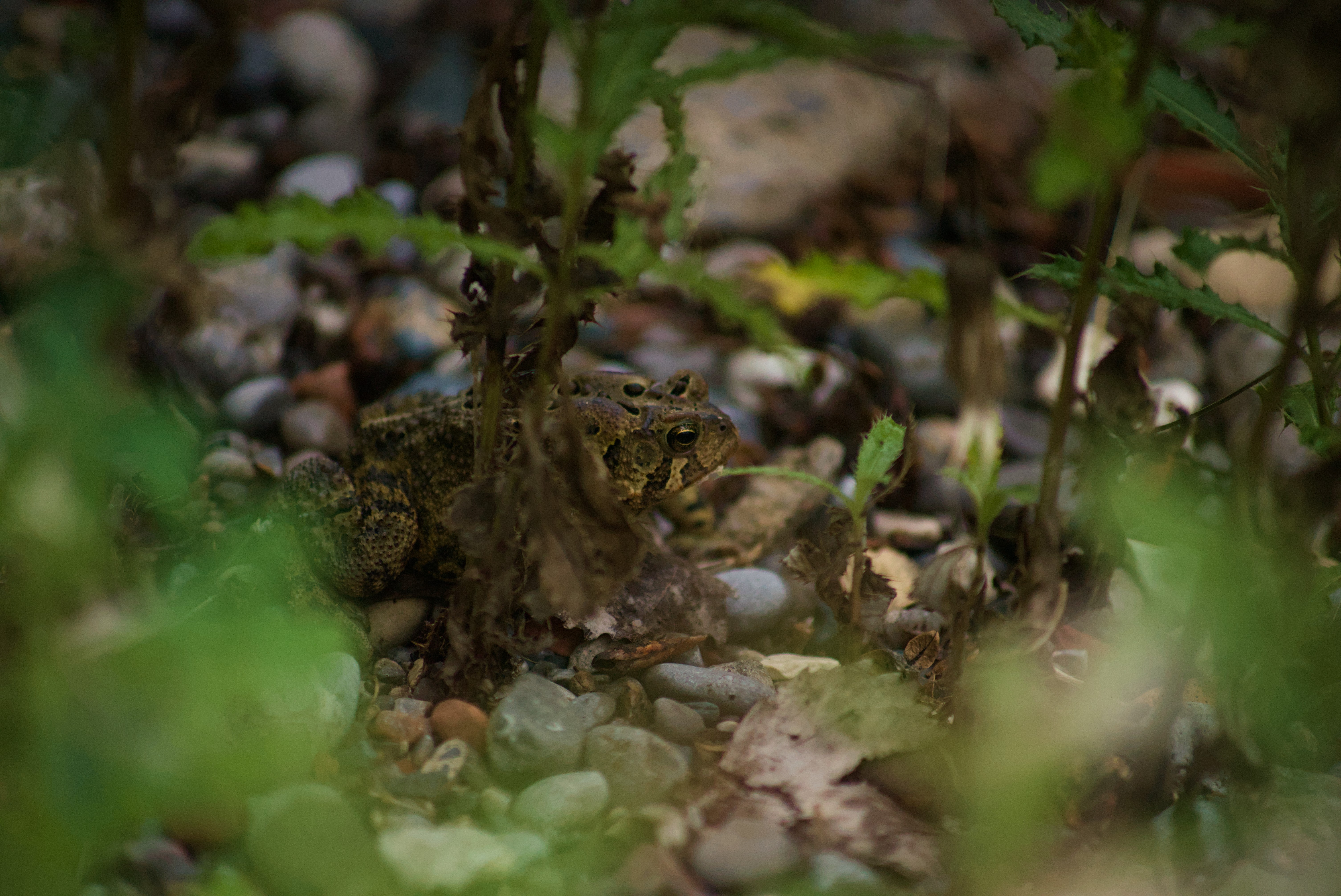 2024-birding-0003.jpg