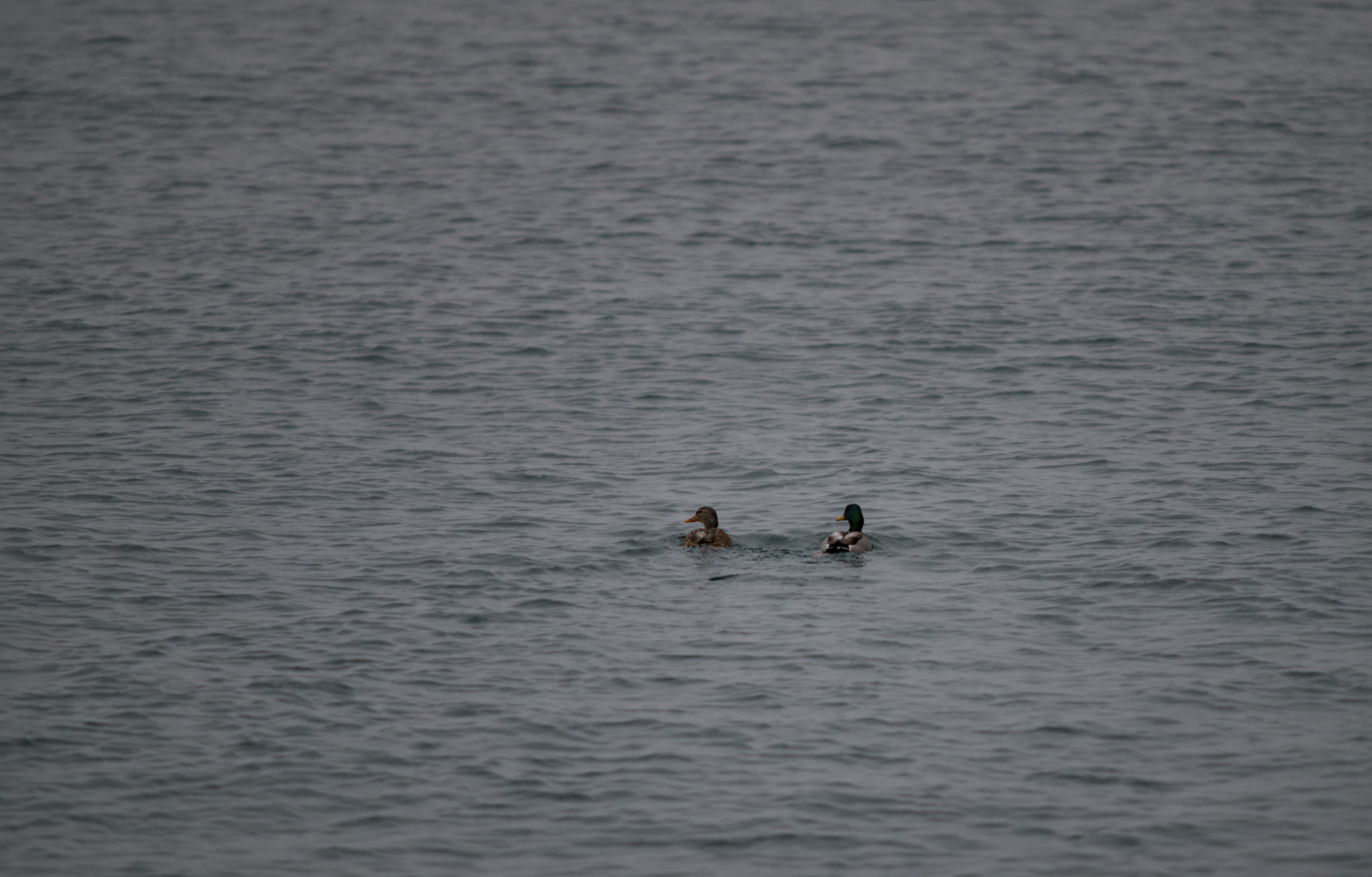 2025-birding-0001.jpg