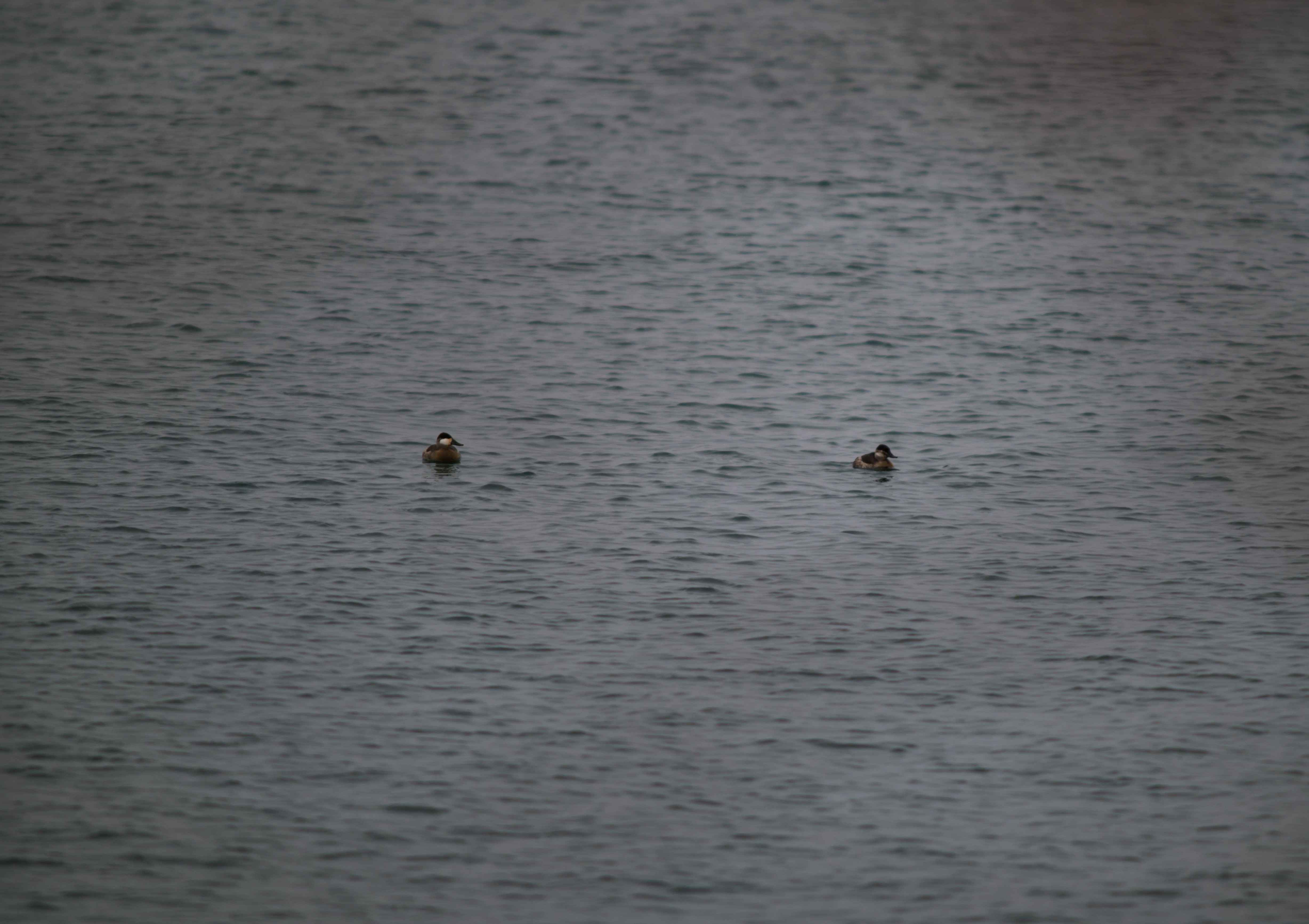 2025-birding-0008.jpg