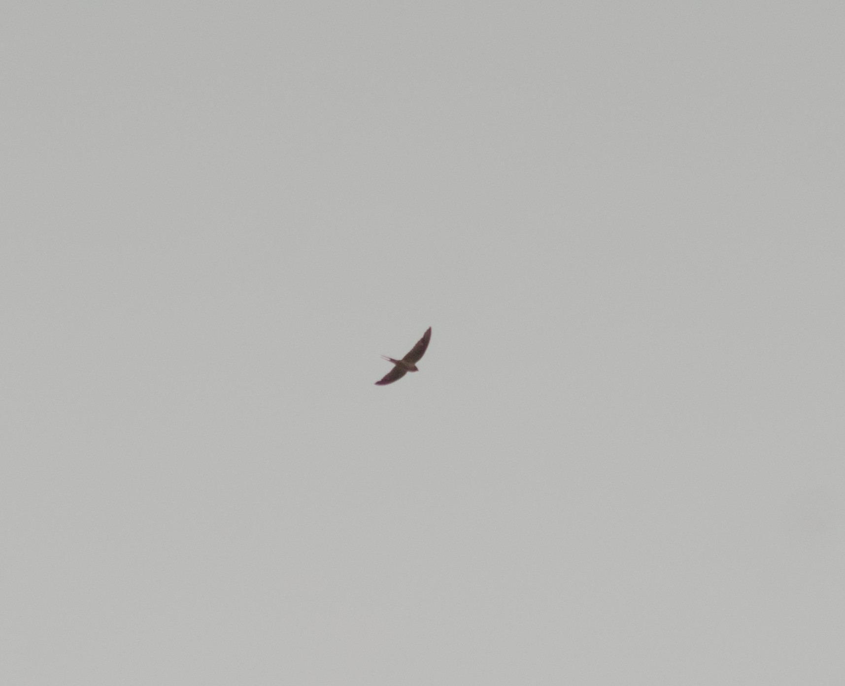 2024-birding-0008.jpg