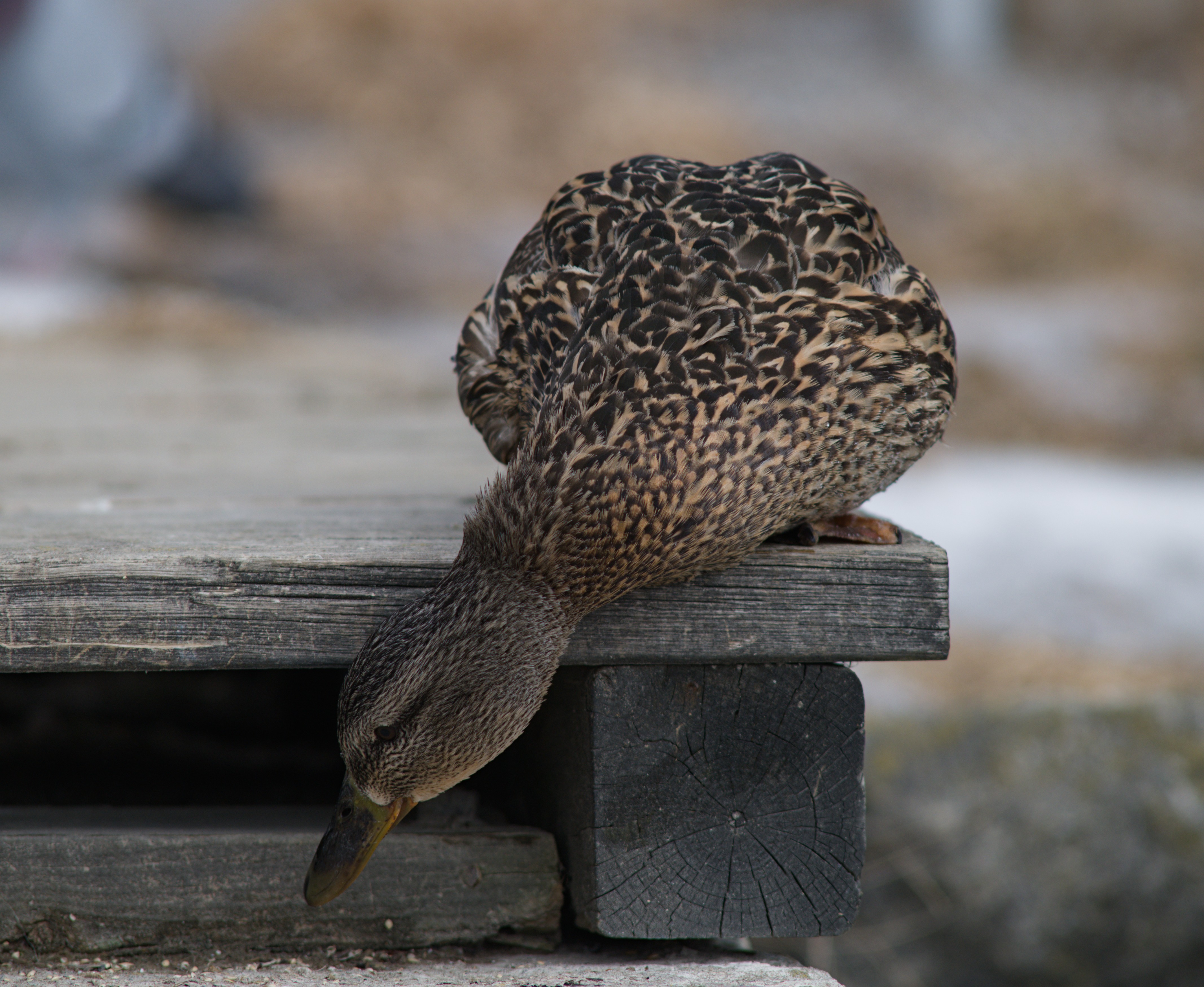 2025-birding-0056.jpg