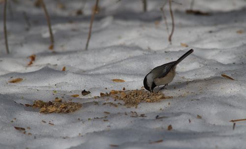 2025-birding-0011.jpg