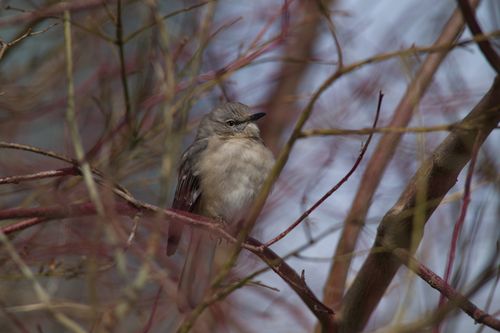 2025-birding-0033.jpg