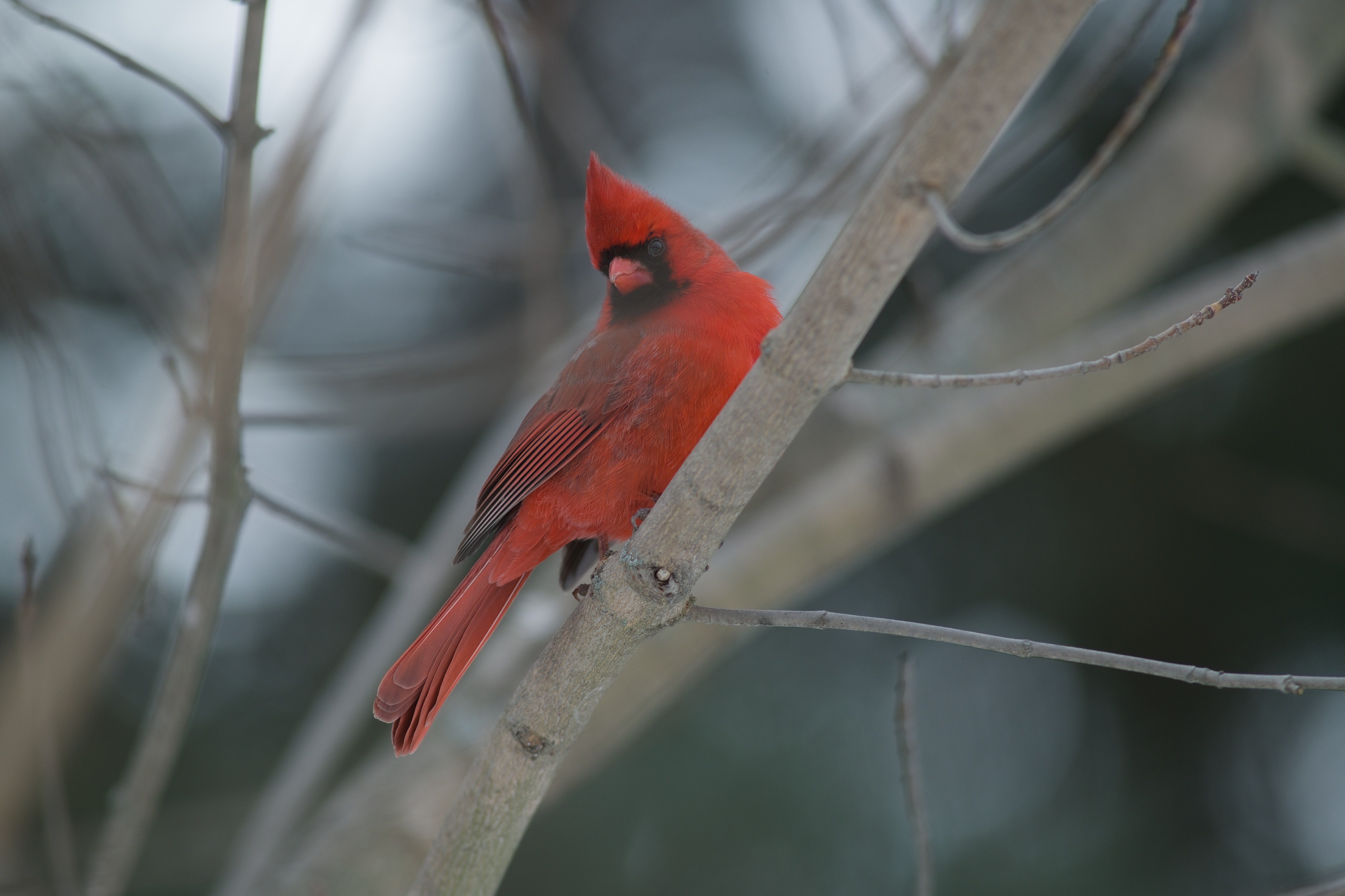 2025-birding-0064.jpg