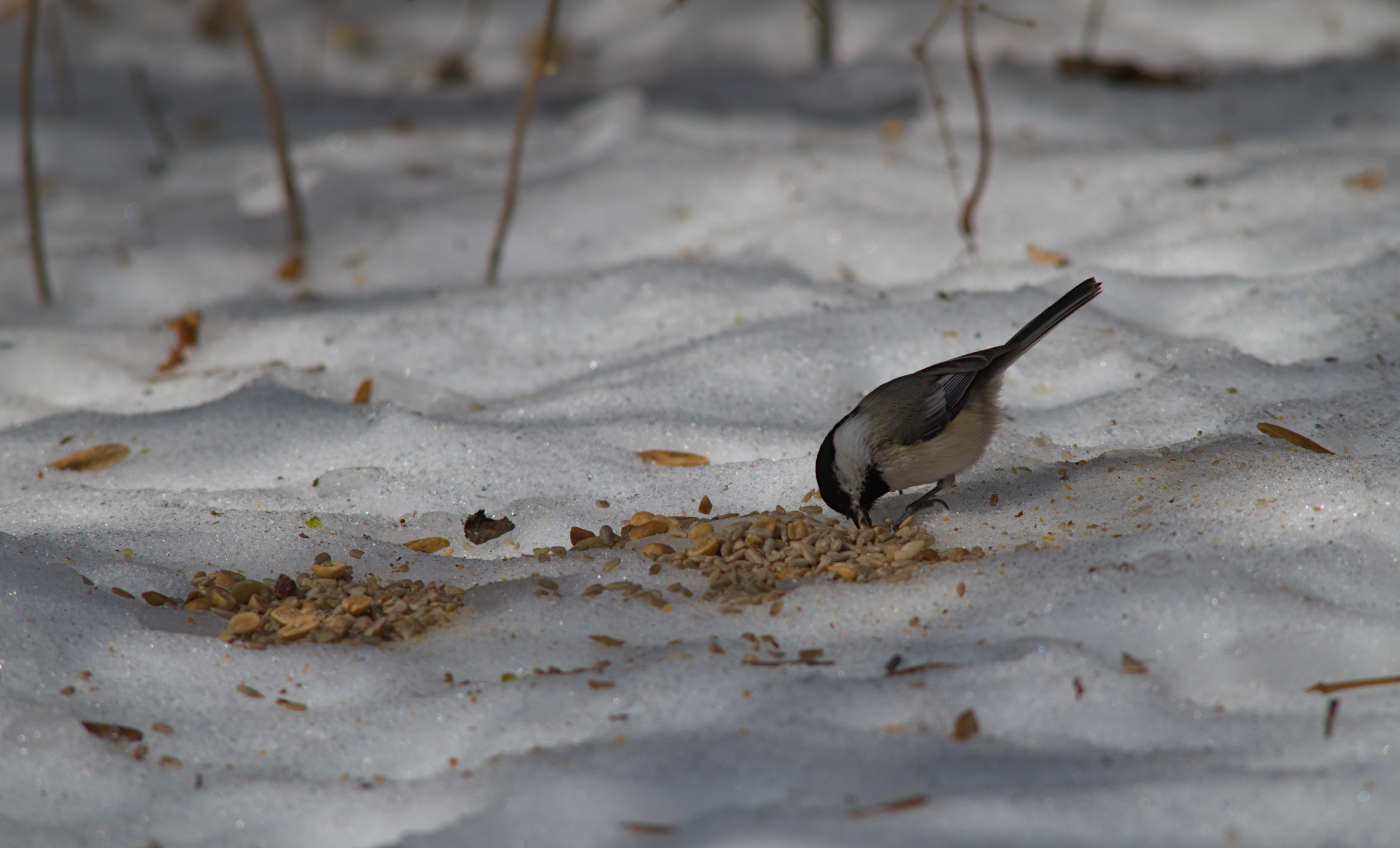 2025-birding-0011.jpg