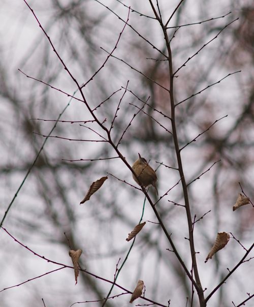 2024-birding-0029.jpg