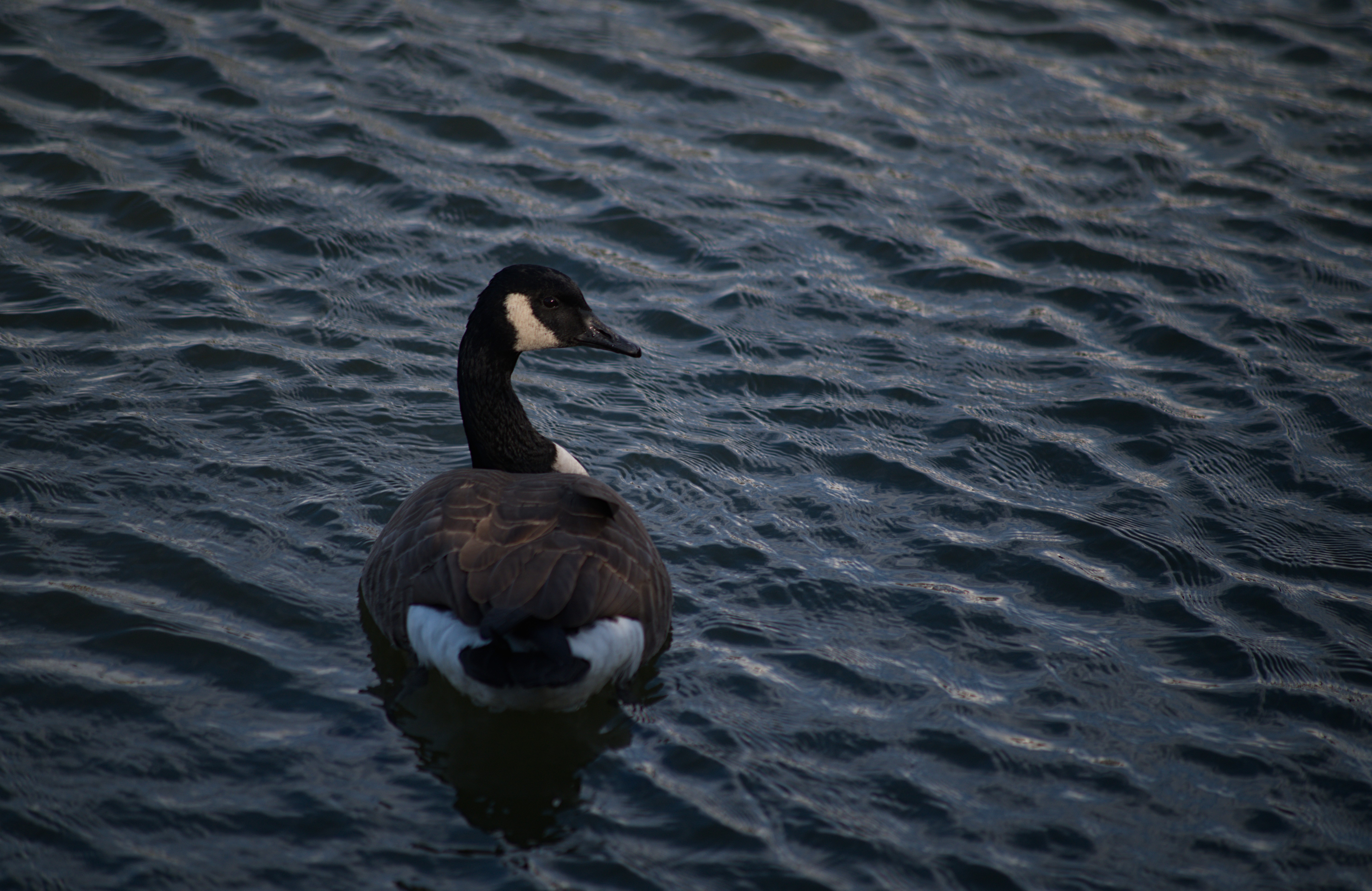 2024-birding-0022.jpg