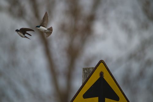 2025-birding-0093.jpg