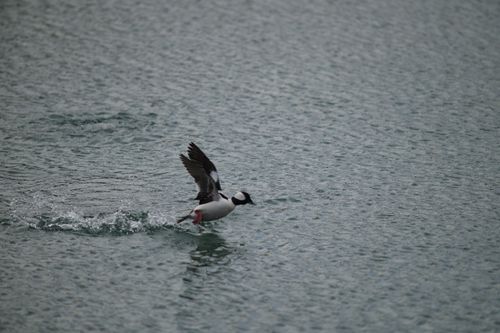 2025-birding-0040.jpg