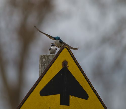 2025-birding-0088.jpg