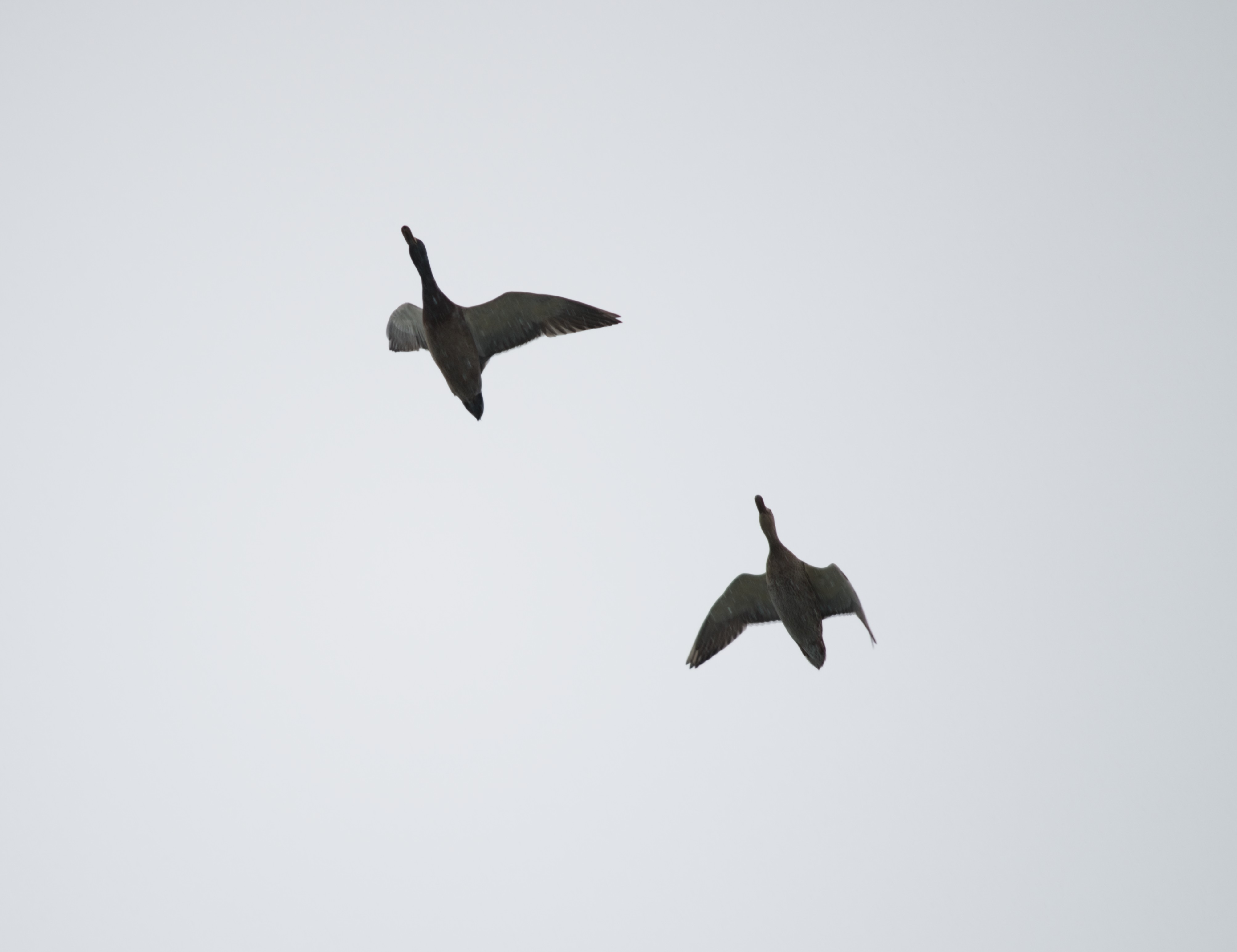 2025-birding-0007.jpg