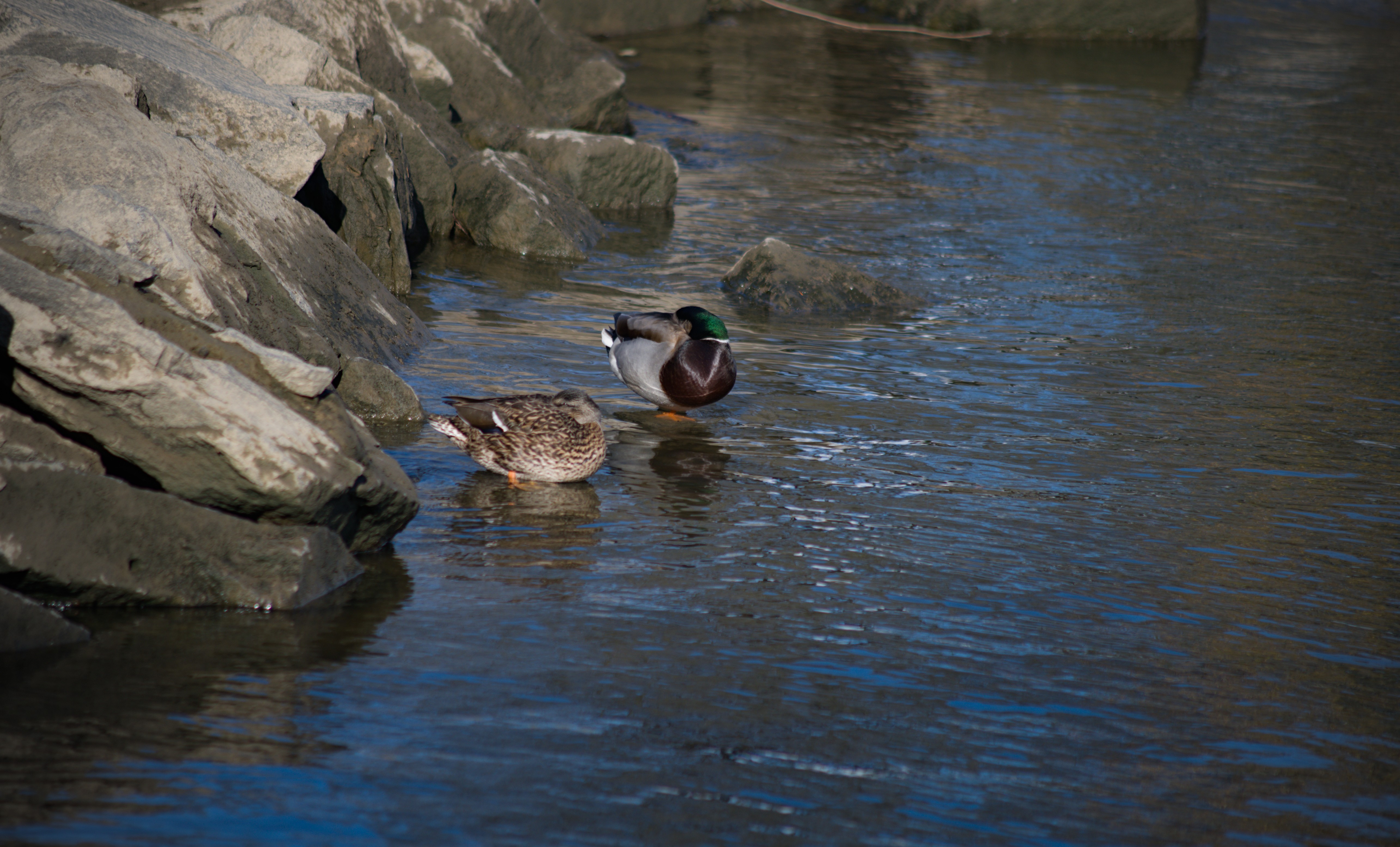 2024-birding-0023.jpg