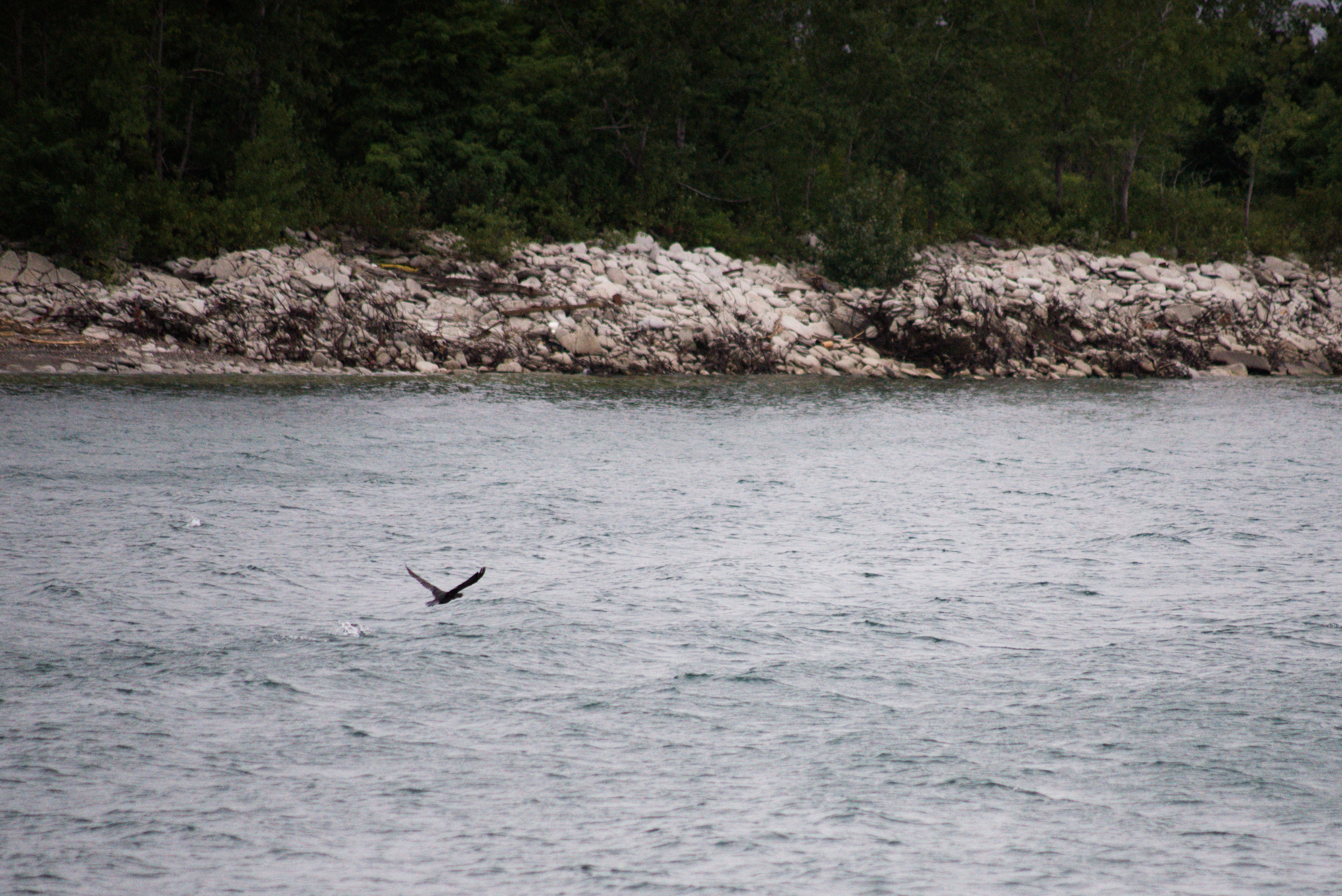 2024-birding-0012.jpg