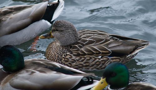 2025-birding-0055.jpg
