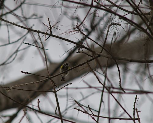 2025-birding-0079.jpg